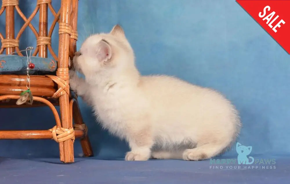 Cleopatra Munchkin female black golden harlequin shaded pointed live animals