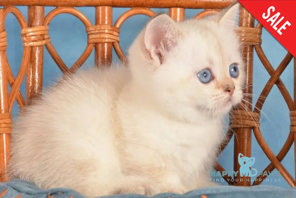 Cleopatra Munchkin female black golden harlequin shaded pointed live animals