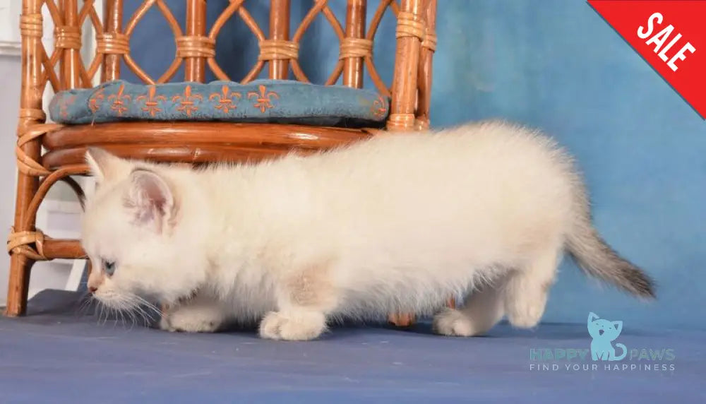 Cleopatra Munchkin female black golden harlequin shaded pointed live animals