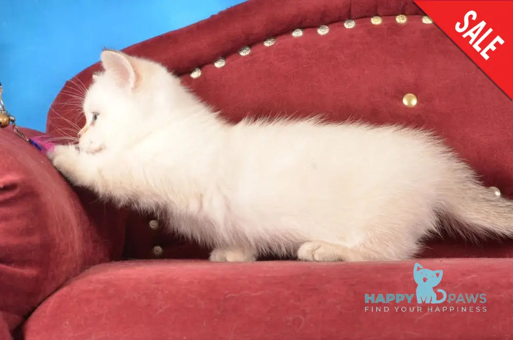 Cleopatra Munchkin female black golden harlequin shaded pointed live animals