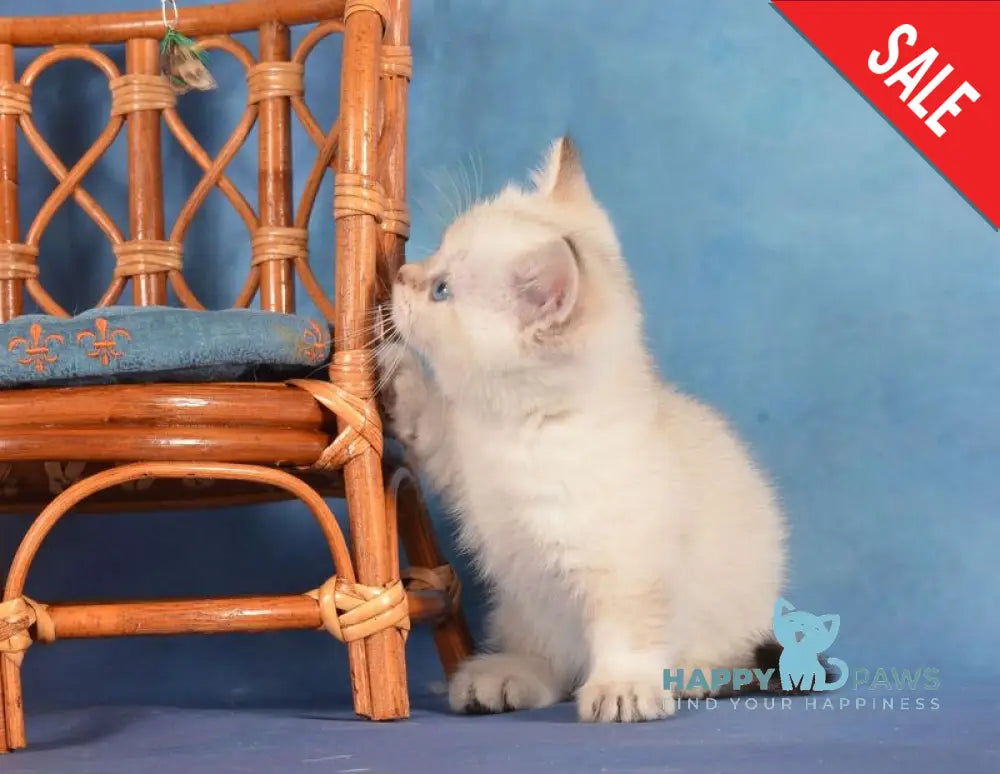 Cleopatra Munchkin female black golden harlequin shaded pointed live animals