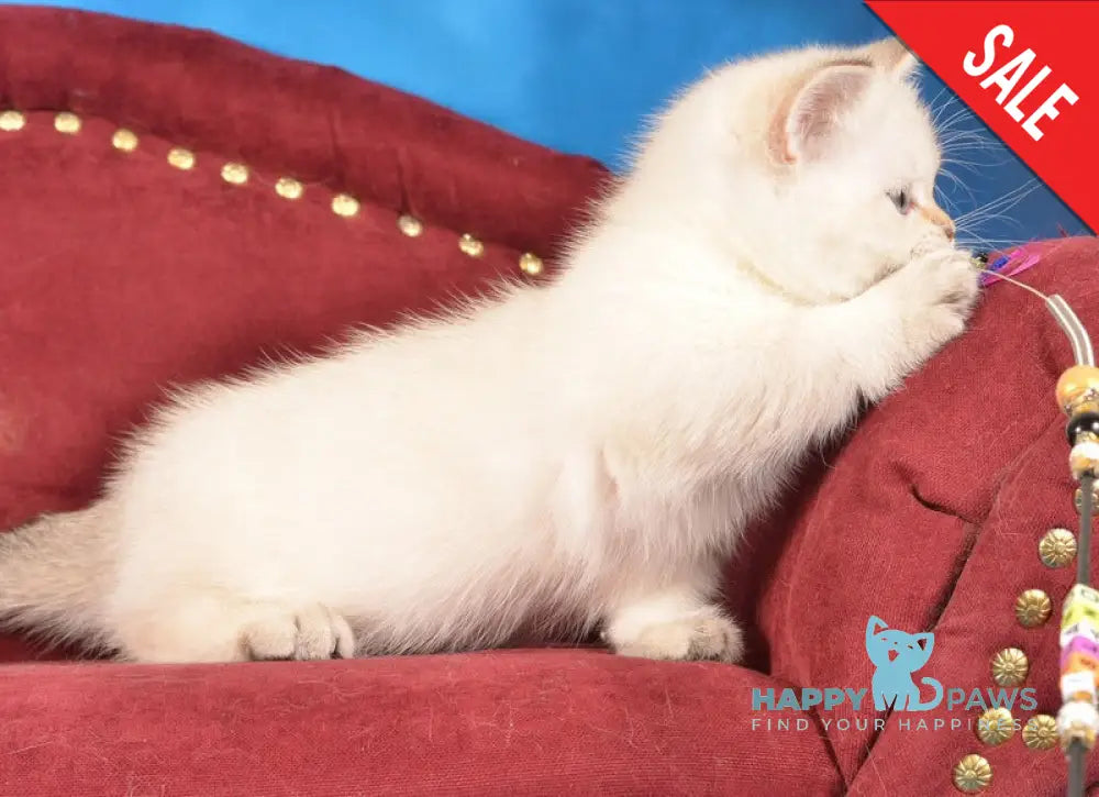 Cleopatra Munchkin female black golden harlequin shaded pointed live animals