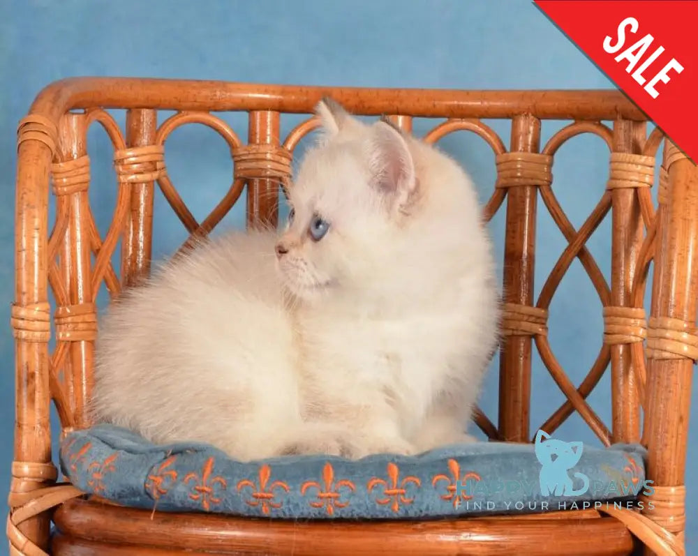 Cleopatra Munchkin female black golden harlequin shaded pointed live animals