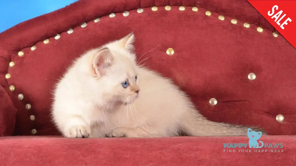 Cleopatra Munchkin female black golden harlequin shaded pointed live animals