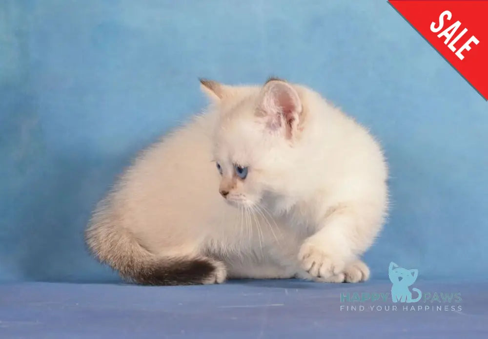 Cleopatra Munchkin female black golden harlequin shaded pointed live animals