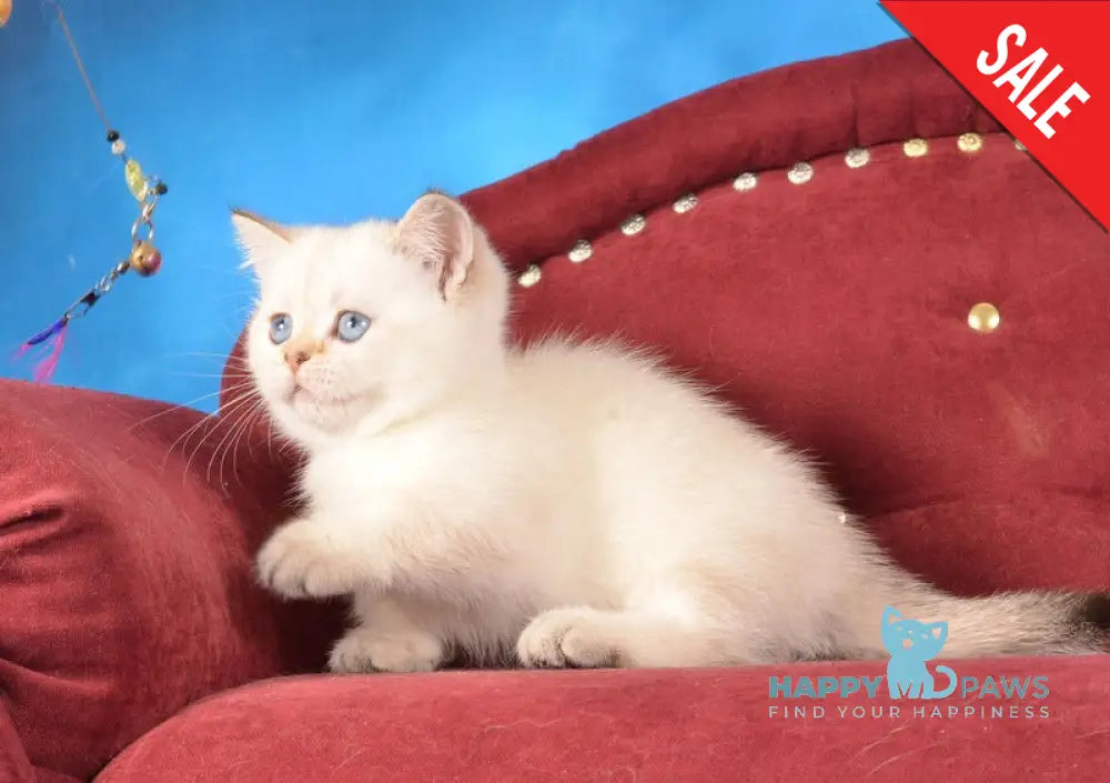 Cleopatra Munchkin female black golden harlequin shaded pointed live animals