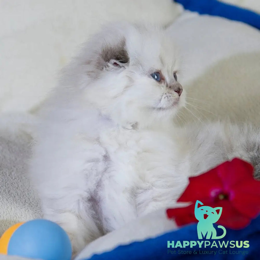 Cleopatra Scottish Fold female black silver tabby pointed - live animals