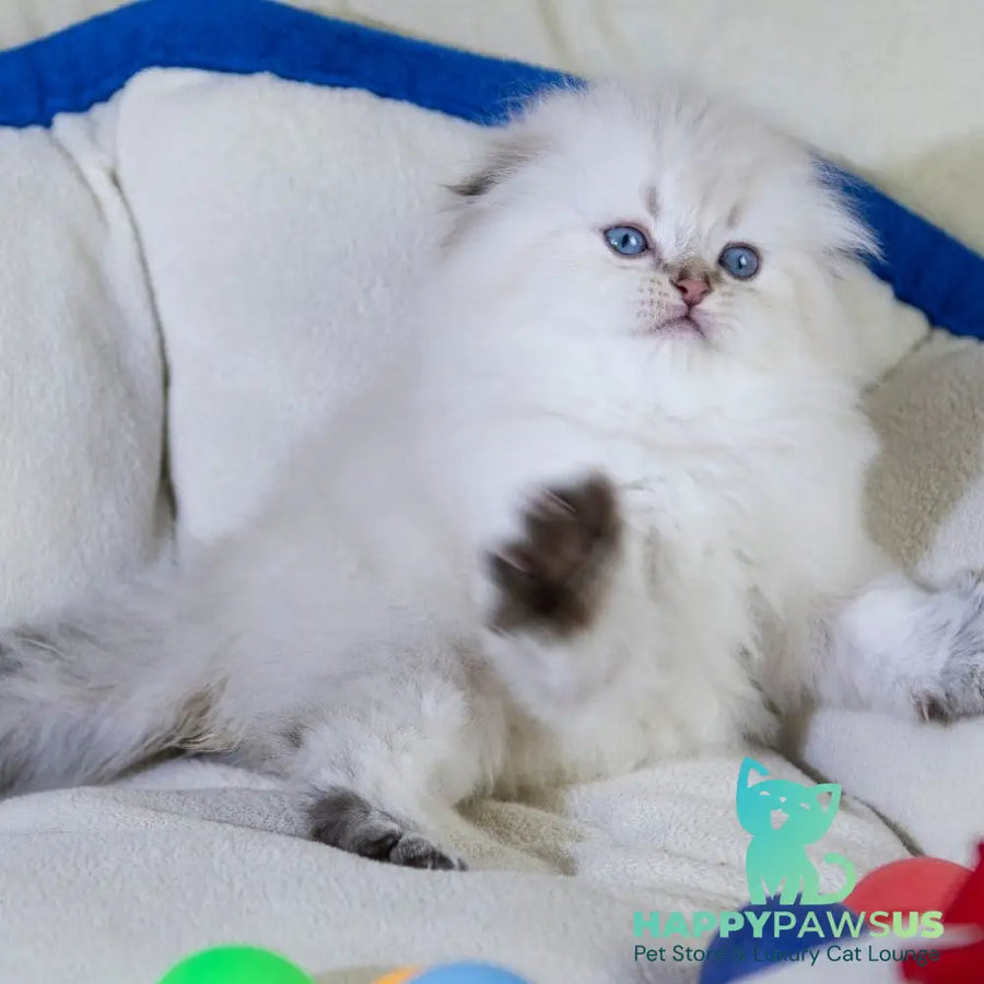 Cleopatra Scottish Fold female black silver tabby pointed - live animals
