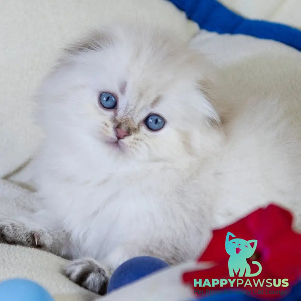 Cleopatra Scottish Fold female black silver tabby pointed - live animals