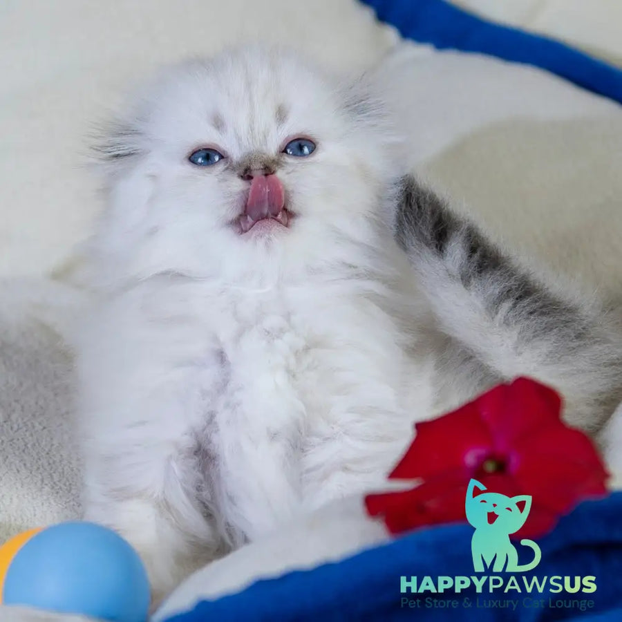 Cleopatra Scottish Fold female black silver tabby pointed - live animals
