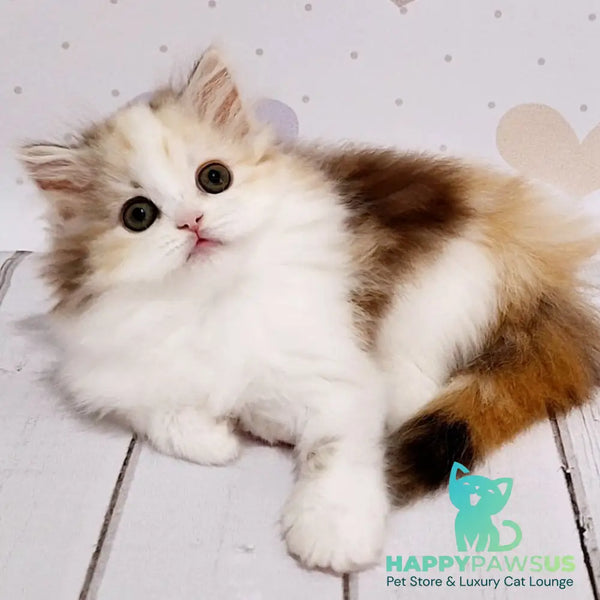 Cleopatra Scottish Straight female chocolate tortie tabby harlequin - live animals