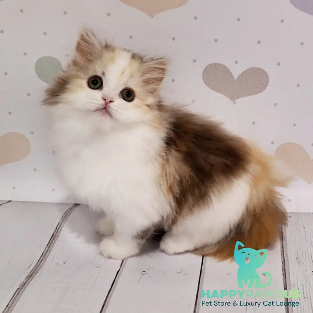 Cleopatra Scottish Straight female chocolate tortie tabby harlequin - live animals