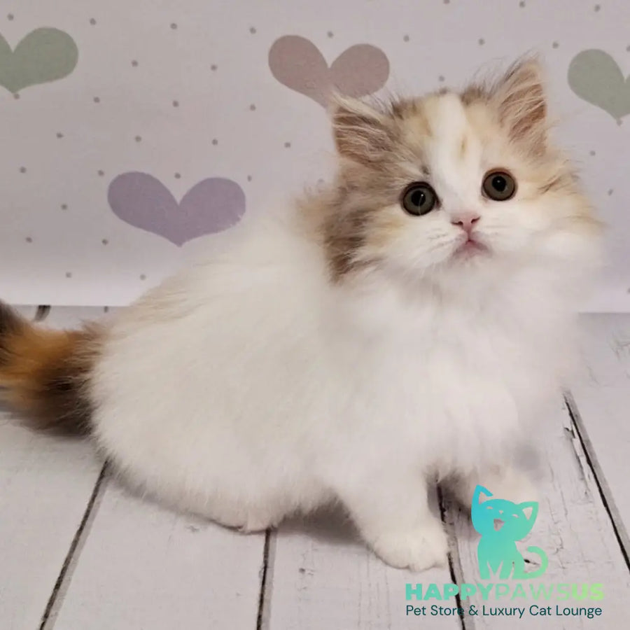 Cleopatra Scottish Straight female chocolate tortie tabby harlequin - live animals