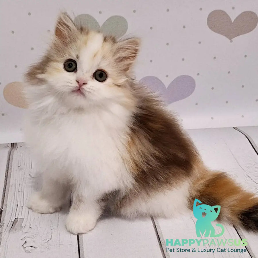 Cleopatra Scottish Straight female chocolate tortie tabby harlequin - live animals