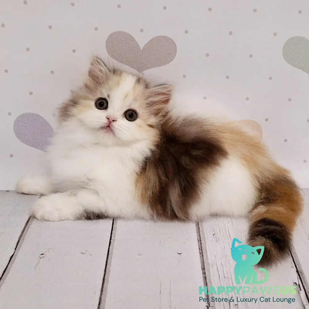 Cleopatra Scottish Straight female chocolate tortie tabby harlequin - live animals