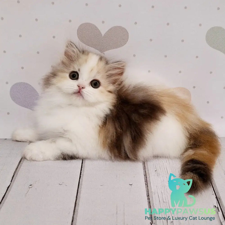 Cleopatra Scottish Straight female chocolate tortie tabby harlequin - live animals
