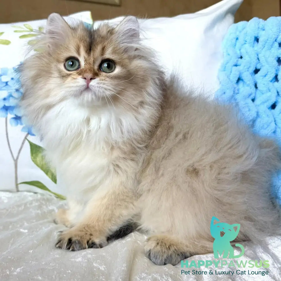 Cliff British Longhair male black golden shaded - live animals