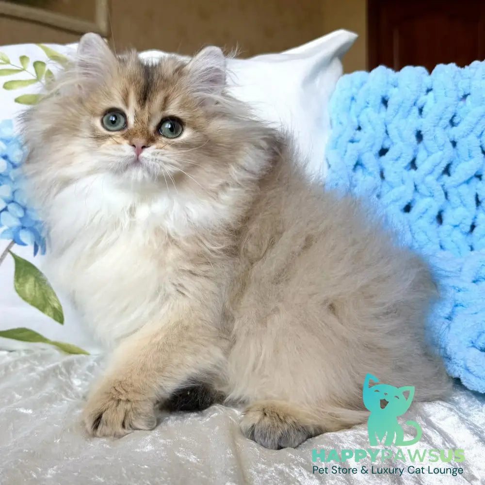 Cliff British Longhair male black golden shaded - live animals