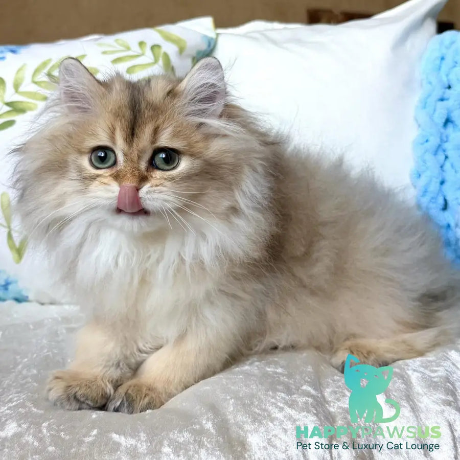 Cliff British Longhair male black golden shaded - live animals