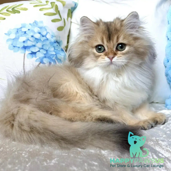Cliff British Longhair male black golden shaded - live animals