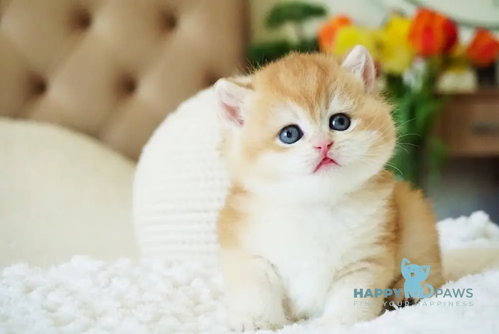 Cliff British Shorthair male black golden chinchilla live animals