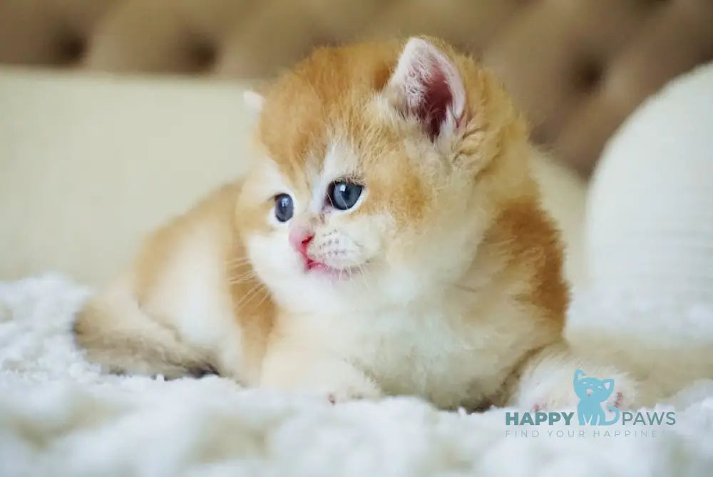 Cliff British Shorthair male black golden chinchilla live animals