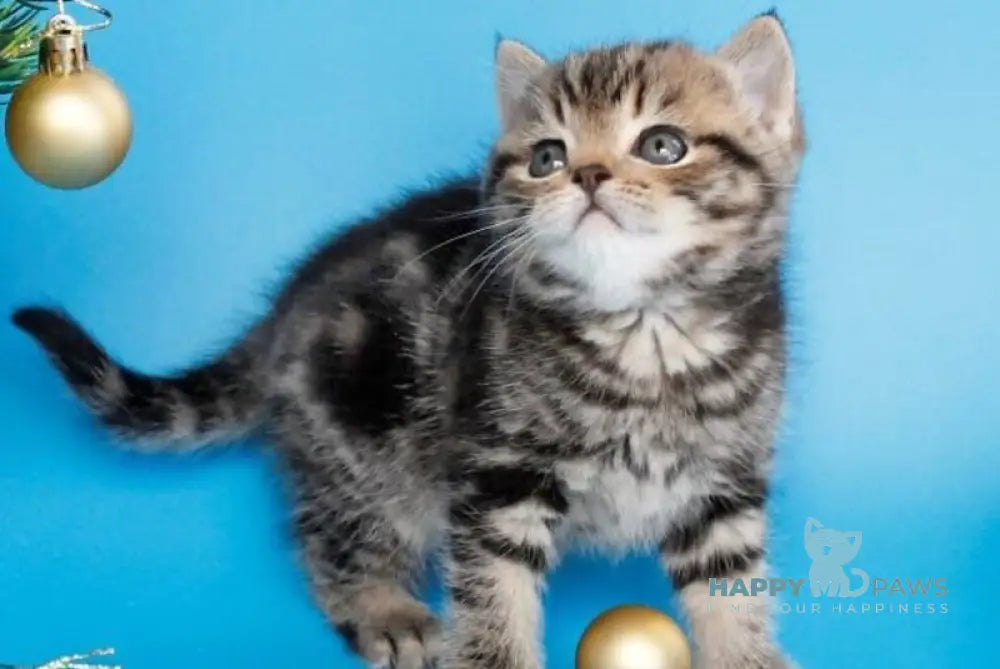 Clifford British Shorthair male black tabby live animals