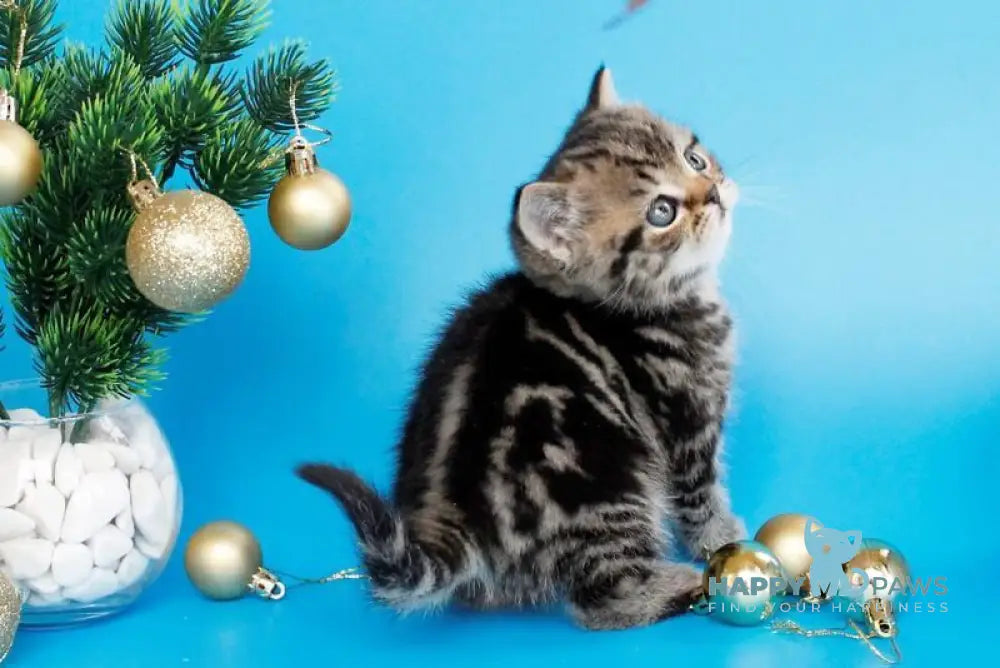 Clifford British Shorthair male black tabby live animals