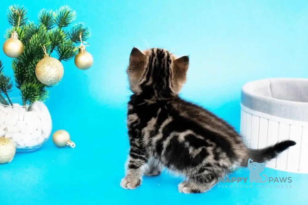 Clifford British Shorthair male black tabby live animals