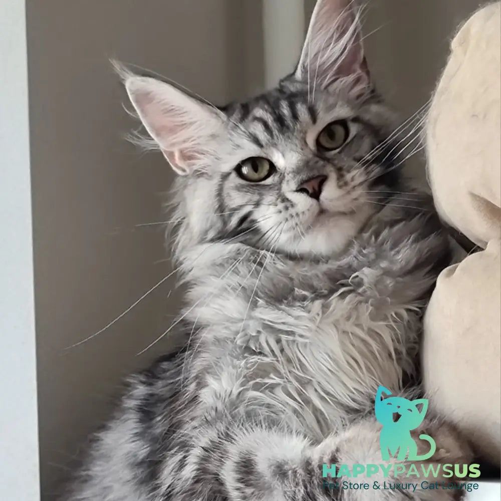 Clinta Maine Coon female black silver tabby - live animals