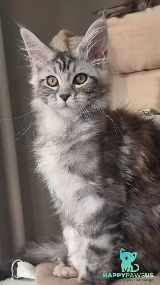 Clinta Maine Coon female black silver tabby - live animals