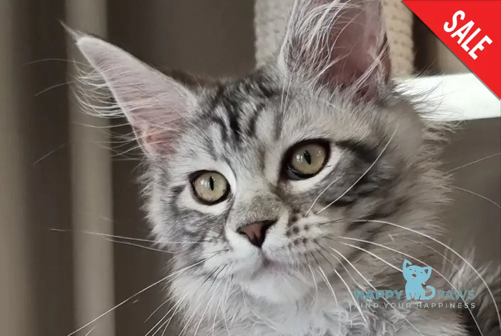 Clinta Maine Coon female black silver tabby - live animals