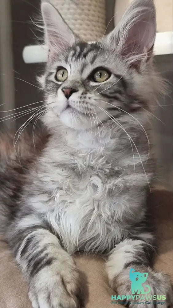 Clinta Maine Coon female black silver tabby - live animals