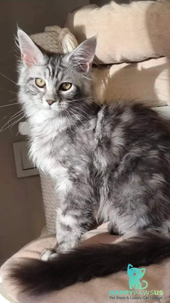 Clinta Maine Coon female black silver tabby - live animals