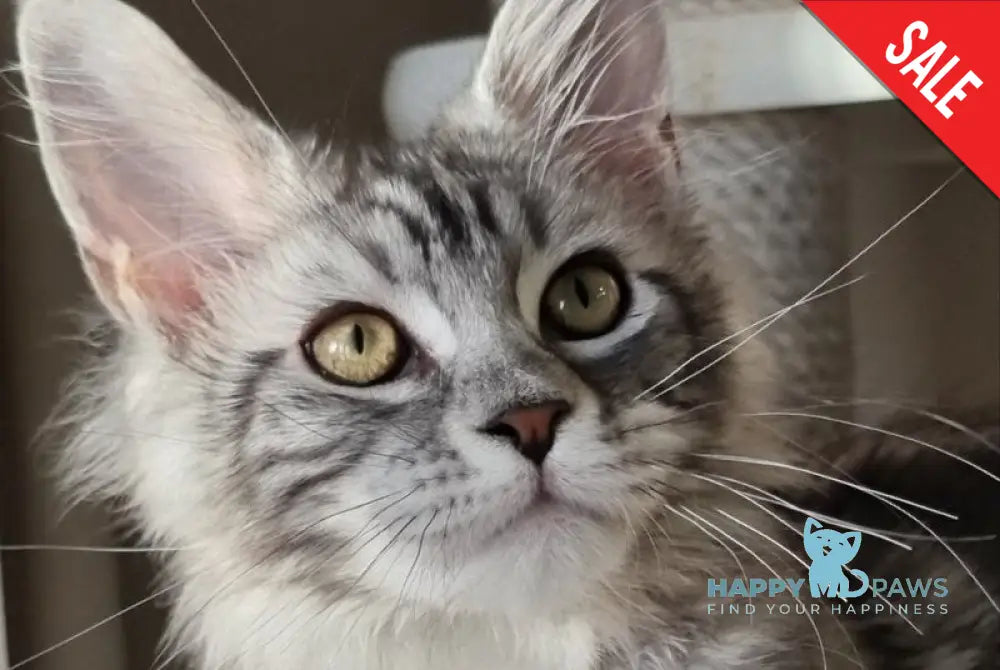 Clinta Maine Coon female black silver tabby - live animals