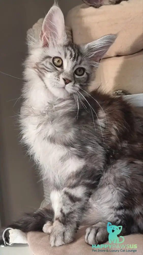 Clinta Maine Coon female black silver tabby - live animals