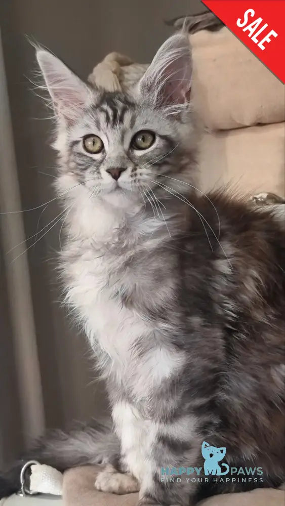 Clinta Maine Coon female black silver tabby - live animals