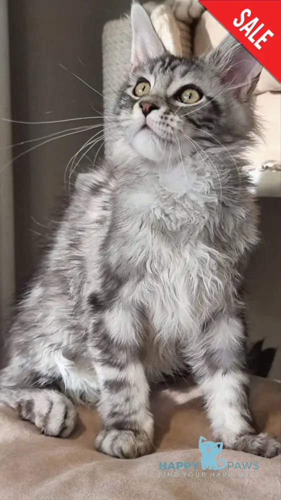 Clinta Maine Coon female black silver tabby - live animals