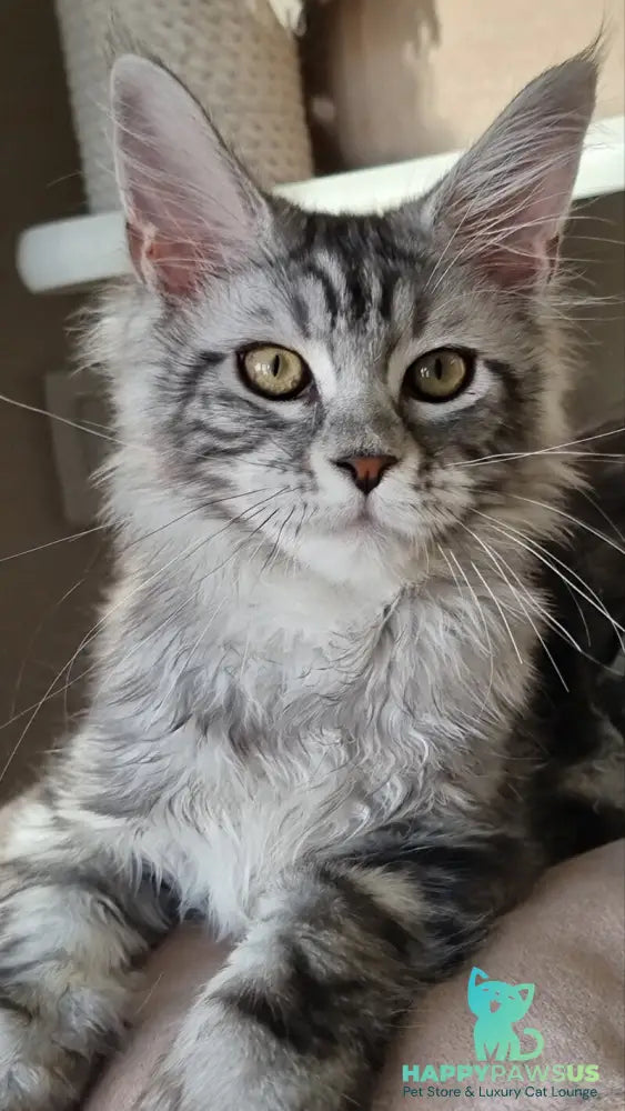 Clinta Maine Coon female black silver tabby - live animals