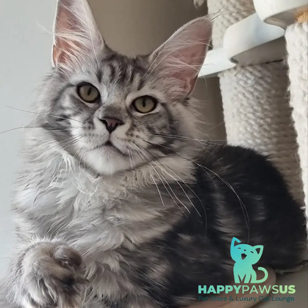 Clinta Maine Coon female black silver tabby - live animals