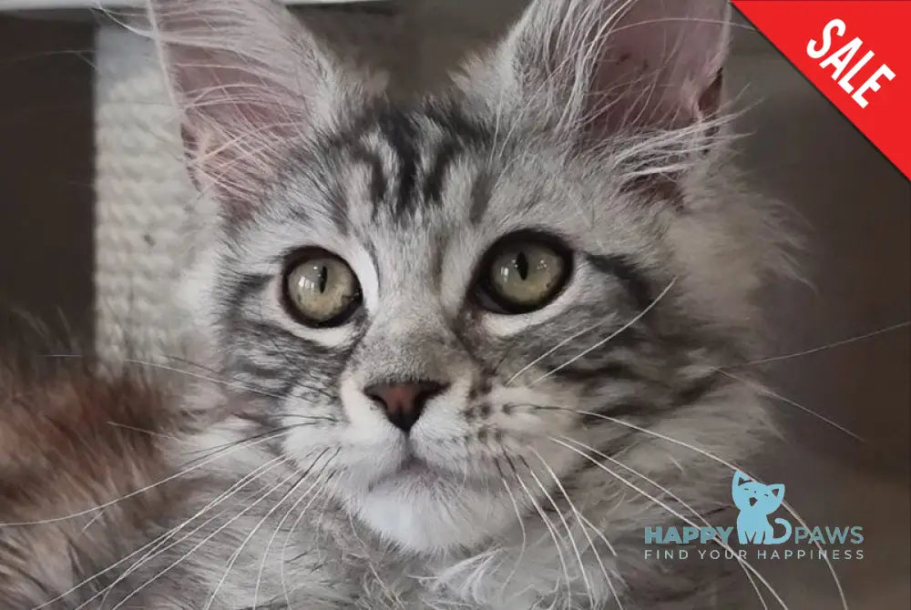 Clinta Maine Coon female black silver tabby - live animals
