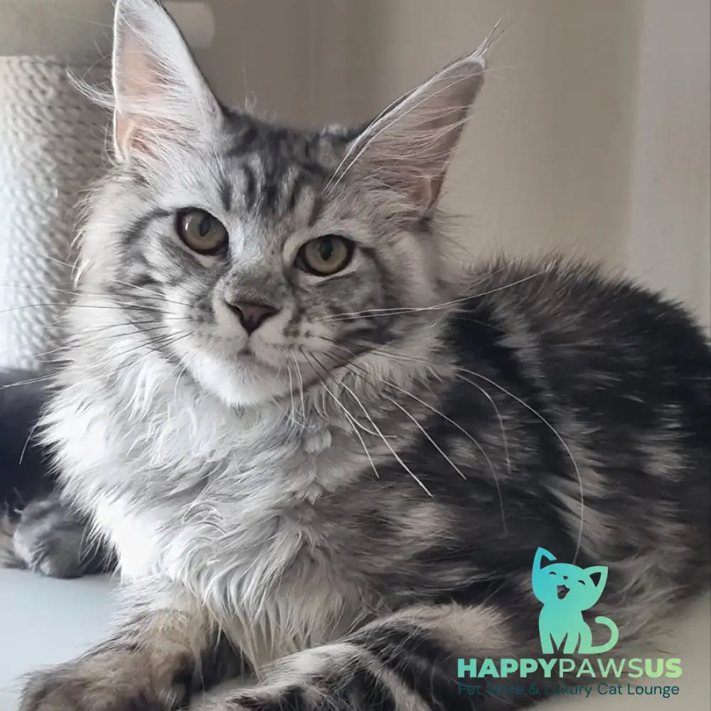 Clinta Maine Coon female black silver tabby - live animals