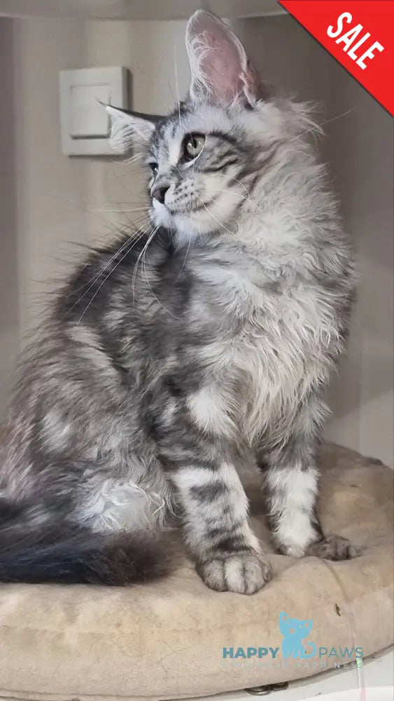 Clinta Maine Coon female black silver tabby - live animals