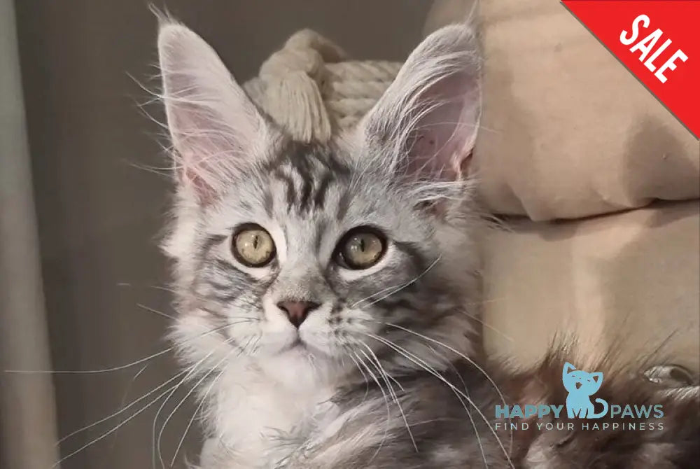 Clinta Maine Coon female black silver tabby - live animals