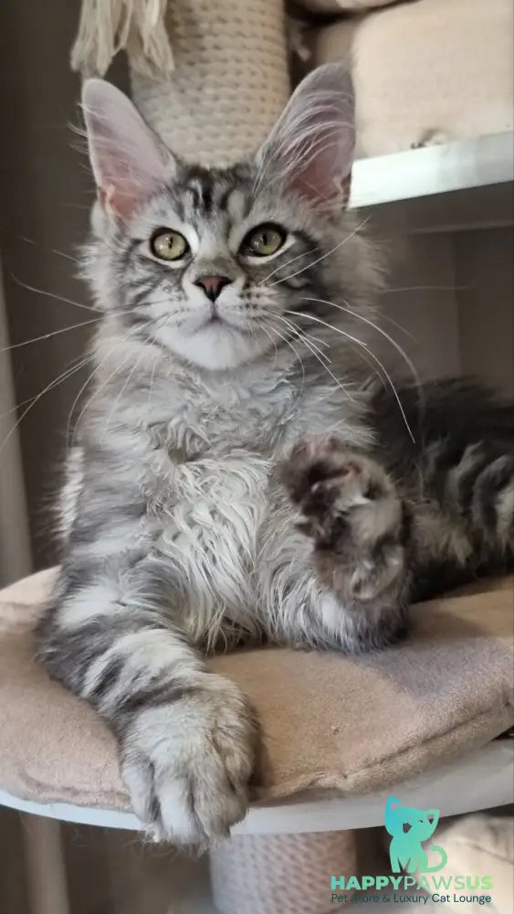 Clinta Maine Coon female black silver tabby - live animals