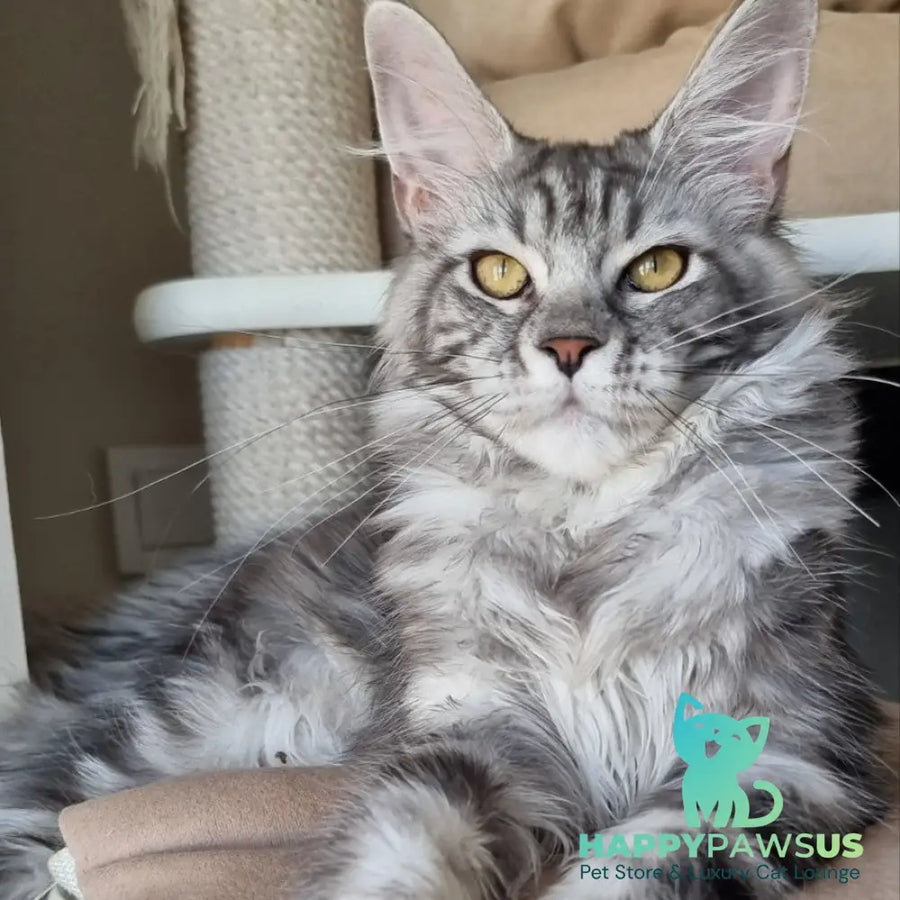 Clinta Maine Coon female black silver tabby - live animals