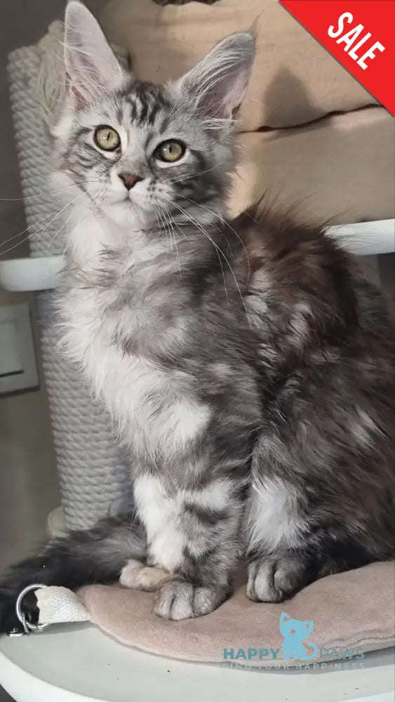 Clinta Maine Coon female black silver tabby - live animals