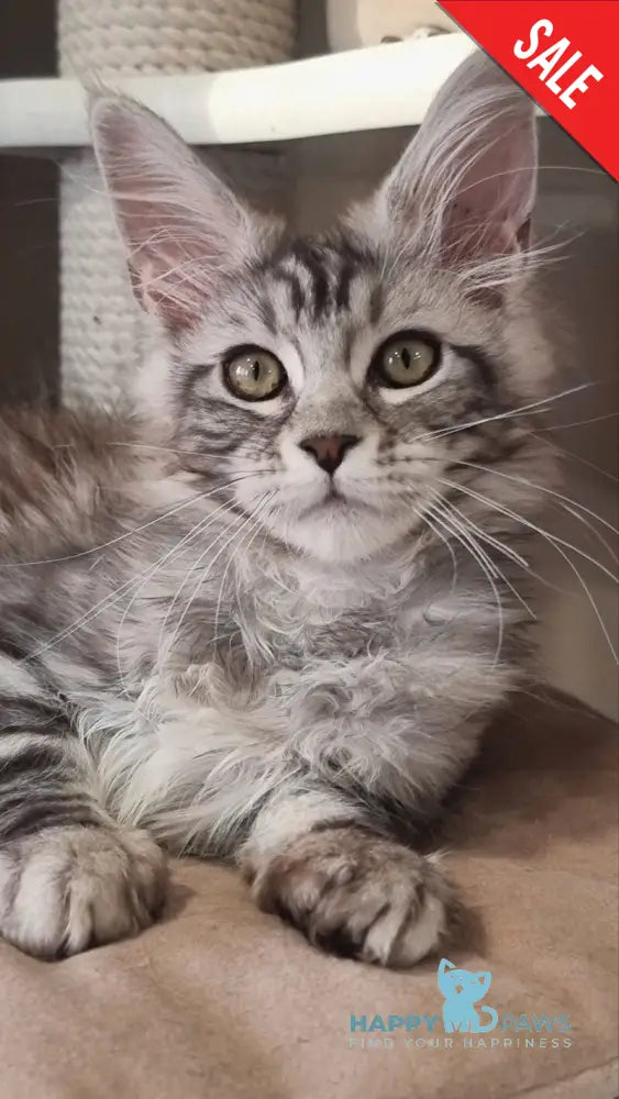 Clinta Maine Coon female black silver tabby - live animals