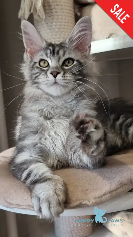 Clinta Maine Coon female black silver tabby - live animals
