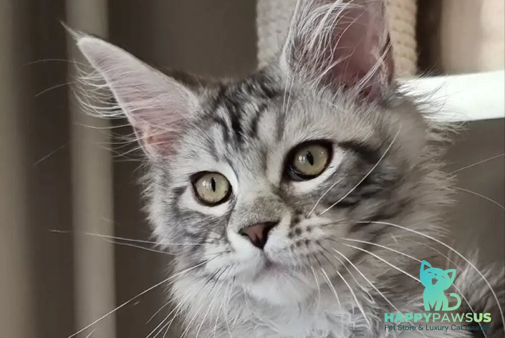 Clinta Maine Coon female black silver tabby - live animals